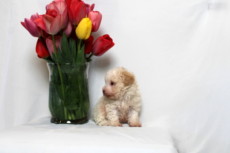 puppy, for, sale, Toy Poodle , Matthew B. Stoltzfus, dog, breeder, Gap, PA, dog-breeder, puppy-for-sale, forsale, nearby, find, puppyfind, locator, puppylocator, aca